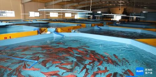 海南全省產業園區國慶期間搶抓生產建設忙鳳凰網海南 鳳凰網